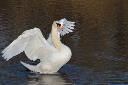 Bird swan frühlingsanfang