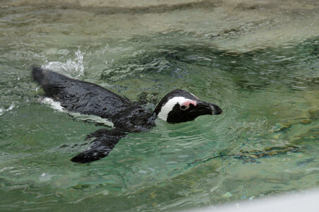 4 Penguin
