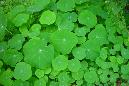 Flora greenery leaves photo