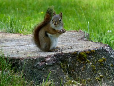Wildlife fauna rodent