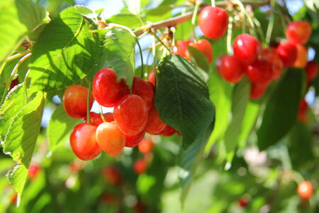 Ripe cherries hanging from a cherry tree branch. photo