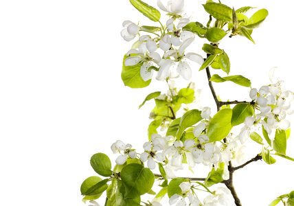 white flowers