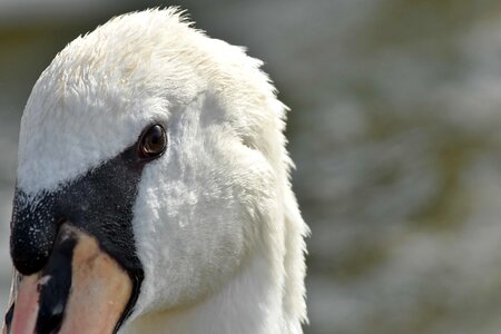 Beak eye eyeball