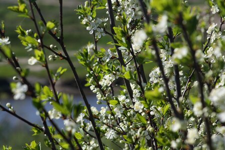 Nature apple tree leaves