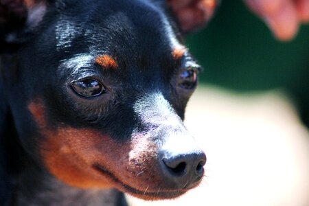 Animal black canine photo