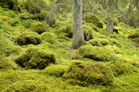 Forest moss magic forest photo