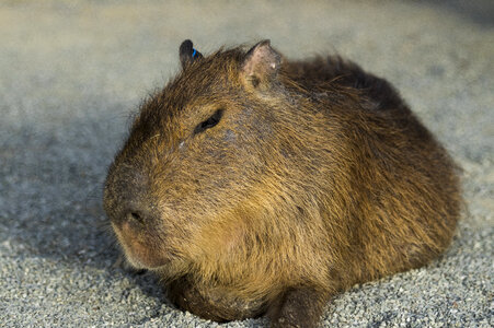2 Capybara