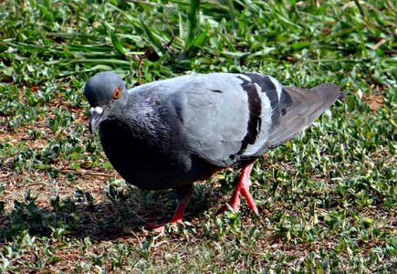 Rock pigeon pigeon dove photo