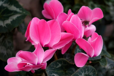 Pink cyclamen flowers photo