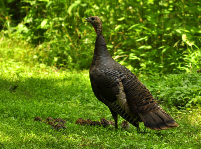 Wild Turkey with Chicks photo