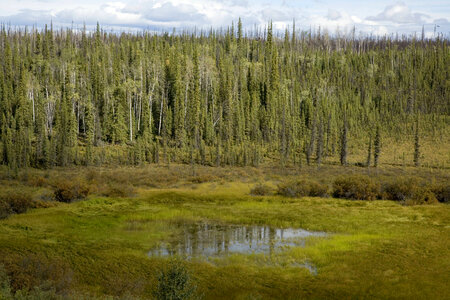 Forest surronded by wetlands at Tetlin National Wildlife Refuge