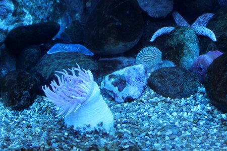 Aquarium underwater reef photo
