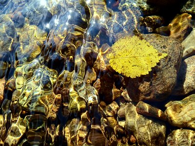 Autumn nature plant
