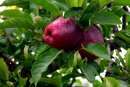 Agriculture apple apples
