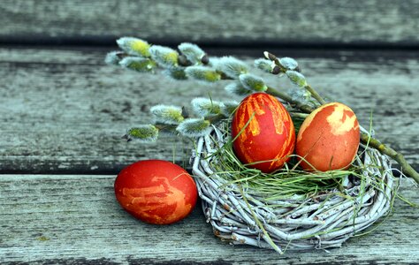 Beautiful Photo branch easter