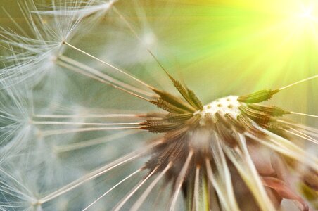 Close up seeds nature