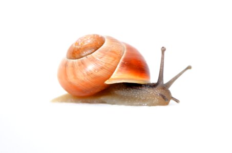 a garden snail look around isolated on white photo