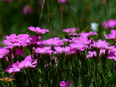 Blossom bloom pink photo