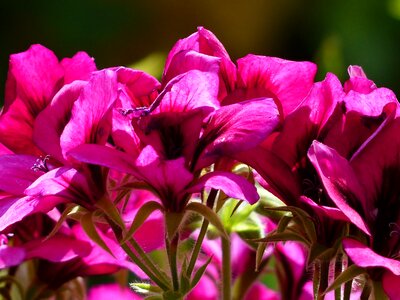 Noble pelargonium english geraniums geranium photo