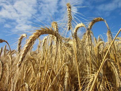 Summer harvest plant
