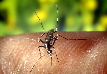 Close close-up mosquito