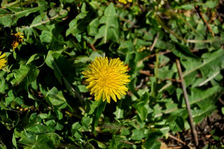Flower plant dandelion