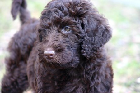 Pet dogs brown