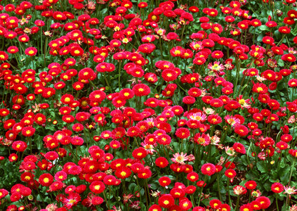 Red daisy flowers photo