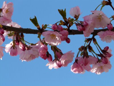 Flowers pink japanese cherry trees photo