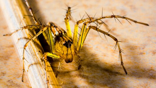 Spider arachnids close up photo