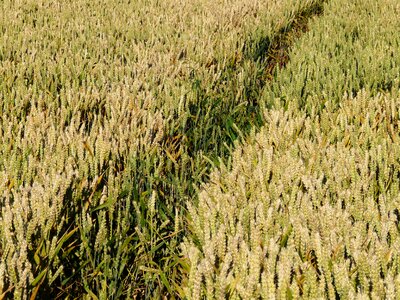 Cereals grain golden photo