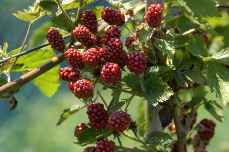 Raspberries fruit fruits