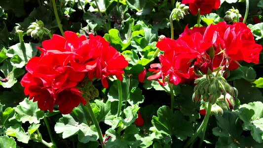 Blossom bloom petals photo