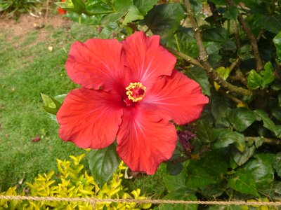 Beautiful Flowers blossom colorful
