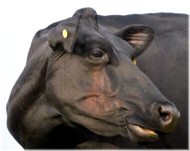 Animal cow agriculture photo