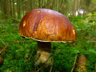 Brown tube mushroom forest photo