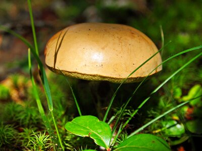 Fungi raw autumn photo