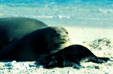 Female female mammal harbor