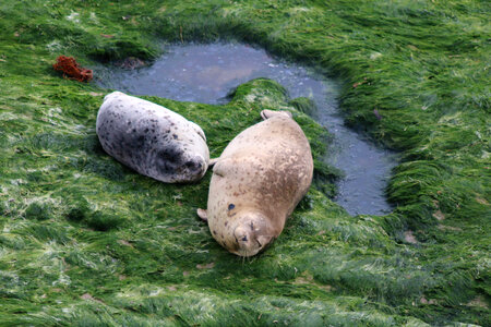 Two Harbor Seals near a puddle of water photo
