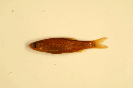 Hybognathus regius