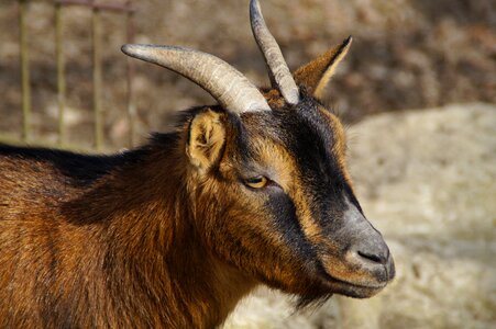 Horns side close up