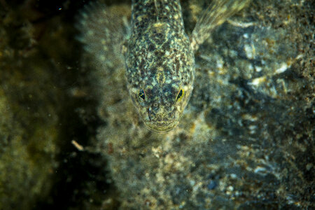 Slimy sculpin-4
