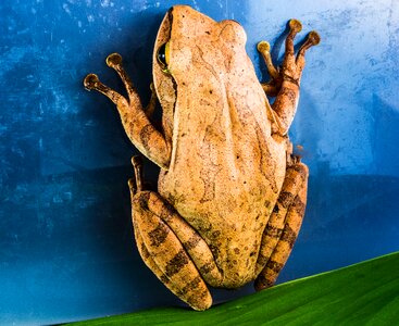 Anuran frog amphibians