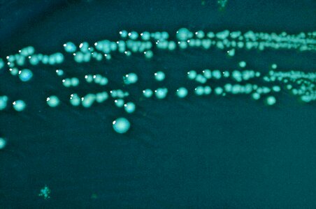 Bacteria colonial morphology