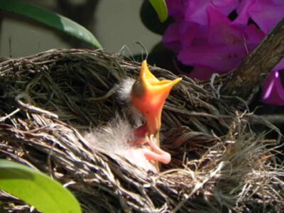 Chick nest photo