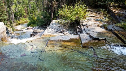 Channel tree forest photo