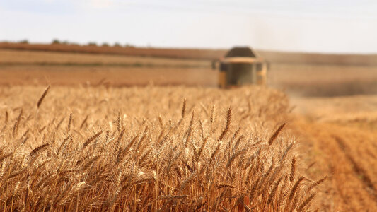 Combine Harvester on a Wheat Field photo