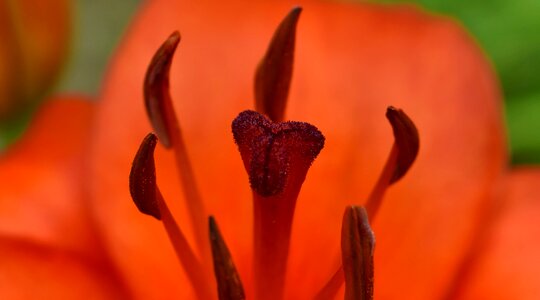 Detail lily petals photo