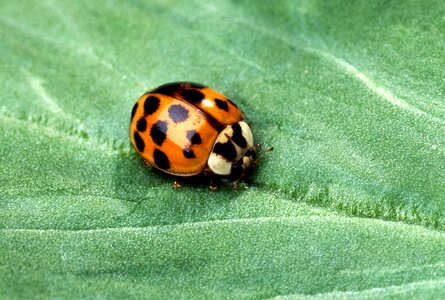 Nature lady bug red photo