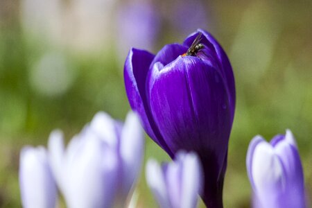 Flowers blossom bloom photo